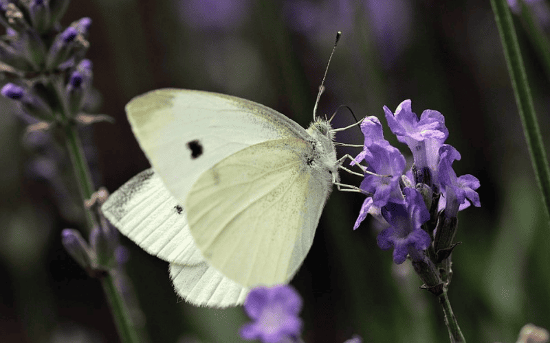 Qual a importancia das borboletas na natureza