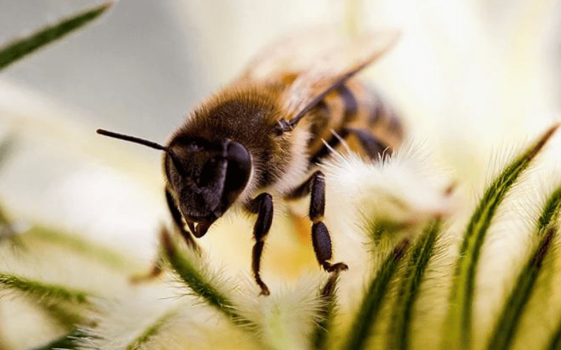 Quanto tempo vive uma abelha