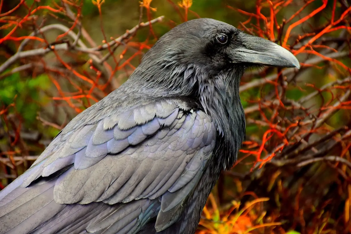5 Fatos sobre os corvos que vão deixar você fascinado