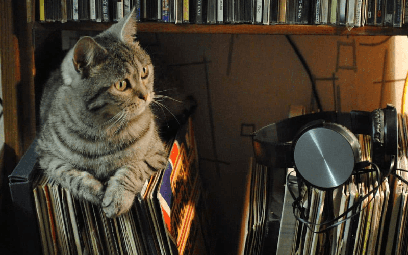 Os gatos gostam de musica