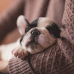Por que os cachorros nascem com os olhos fechados