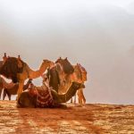 Quanto tempo os camelos conseguem sobreviver sem beber agua