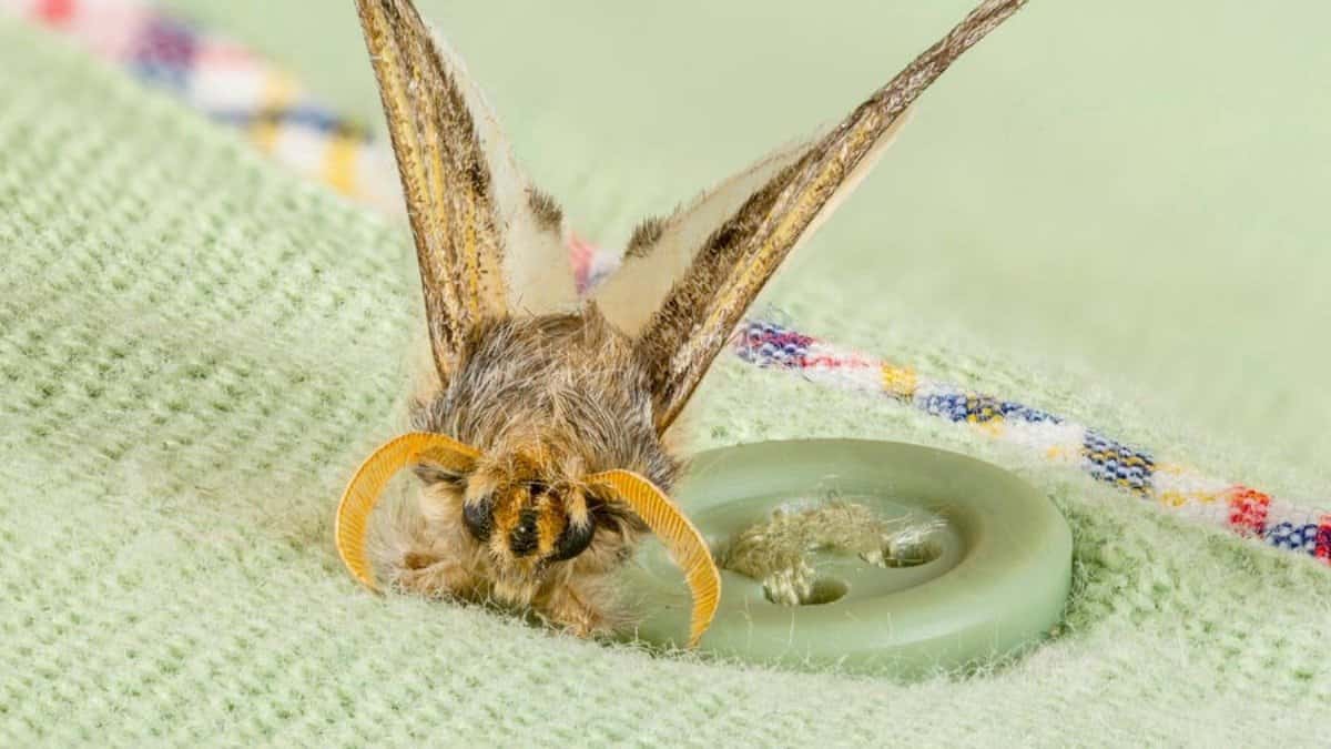 Por que as mariposas comem roupas