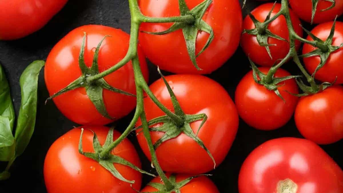 Por que os tomates mudam de cor a medida que amadurecem