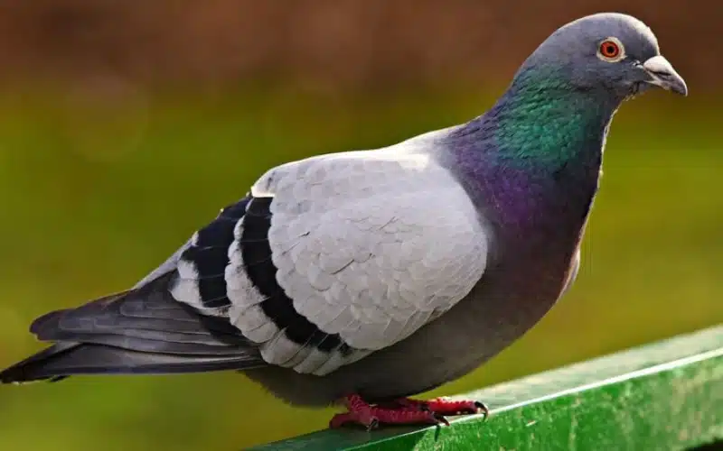 10 Fatos incriveis sobre pombos