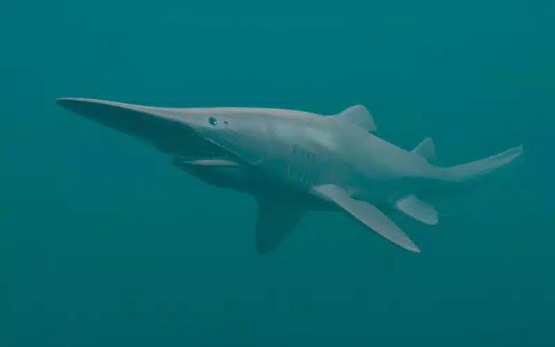 10 fatos sobre tubaroes Goblin