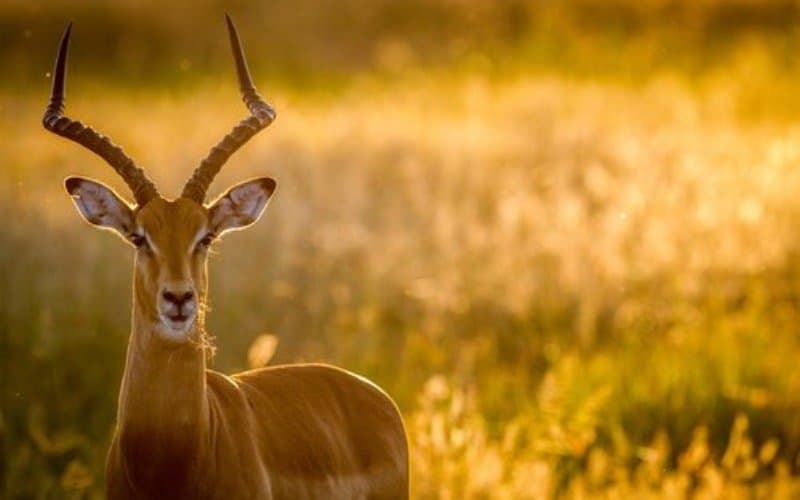 7 Coisas que voce talvez nao saiba sobre impalas