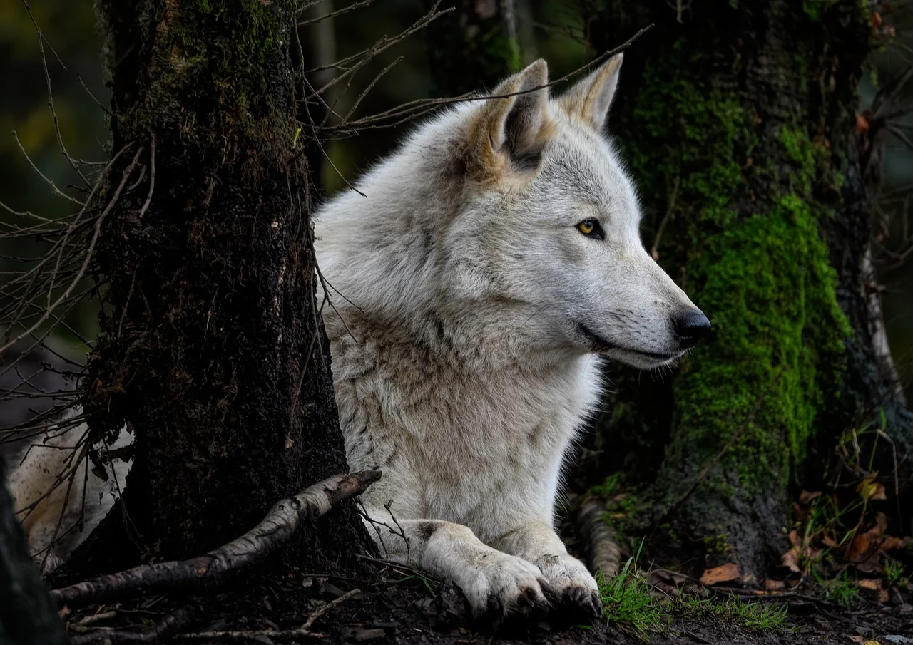Lobo Alfa de Yellowstone Matriarca da Floresta