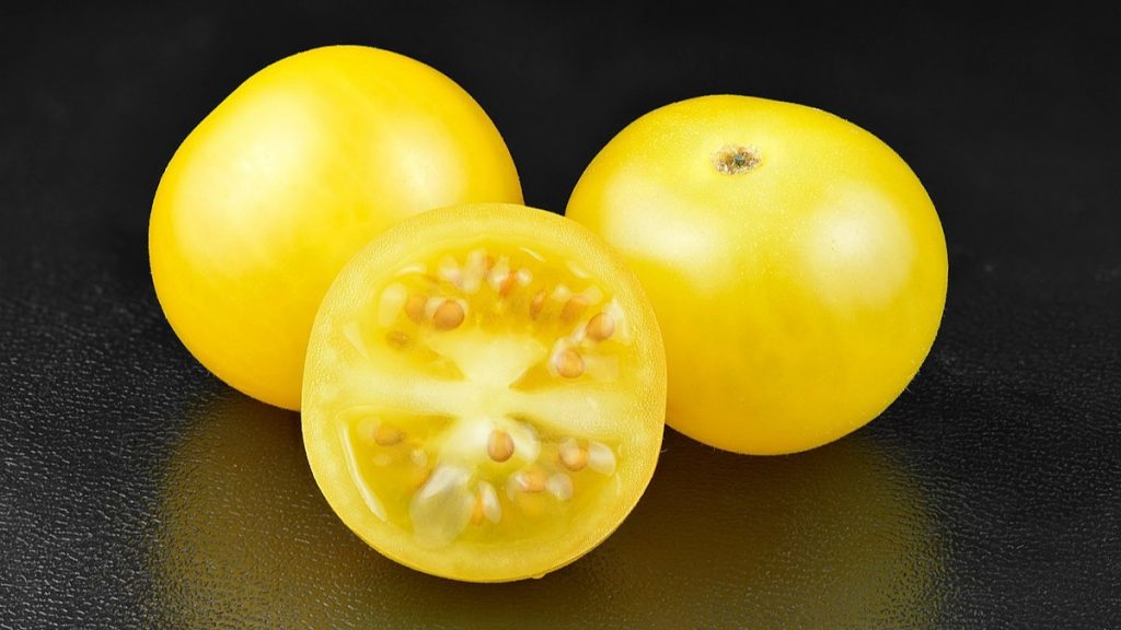tomates mudam de cor a medida que amadurecem