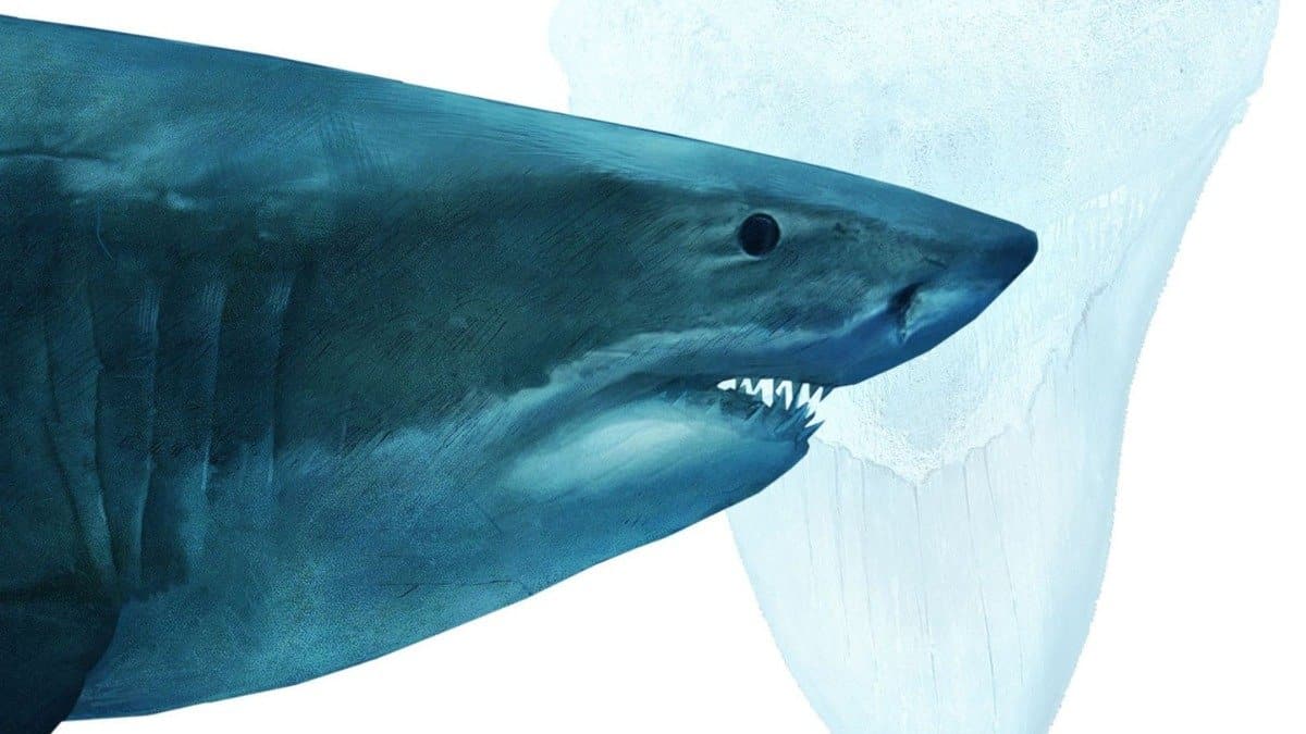 As 10 principais teorias de conspiracao sobre os tubaroes