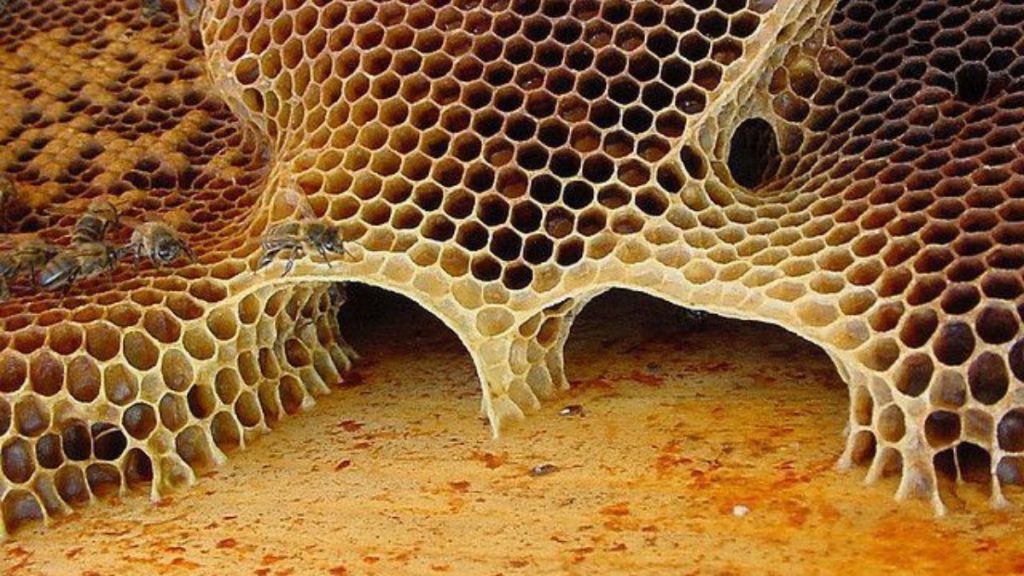 As abelhas podem dizer a diferenca entre numeros impares e pares