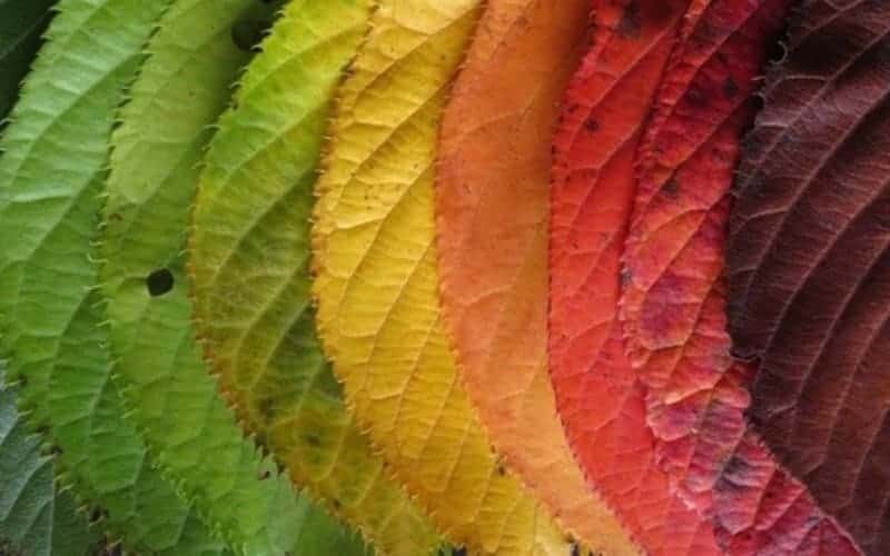 Como e por que as folhas mudam de cor
