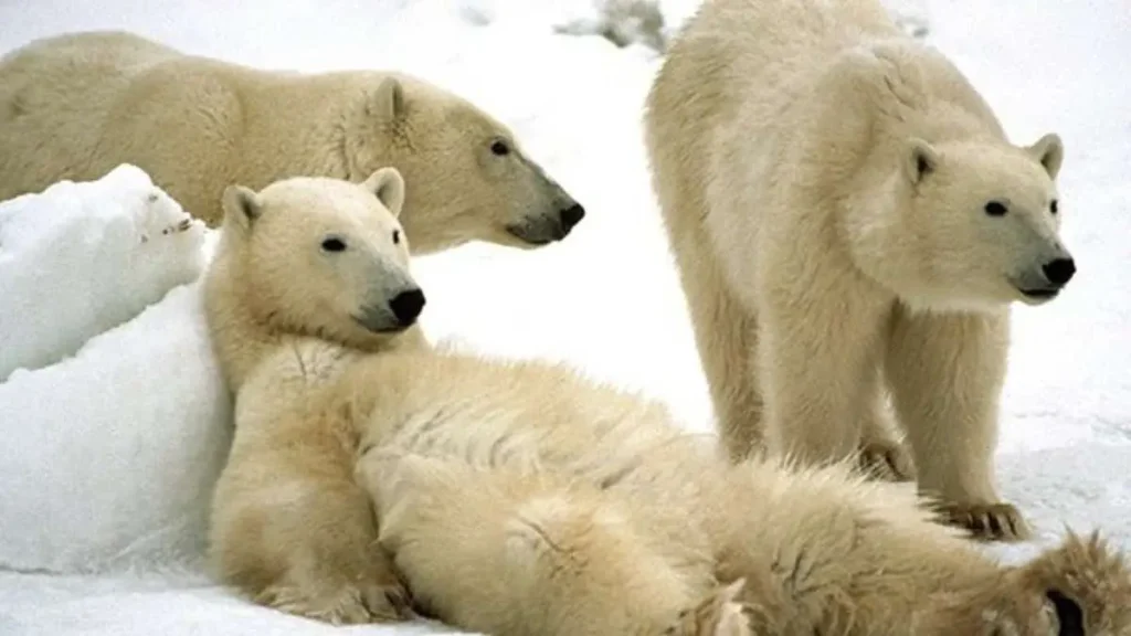De perto e pessoal com um urso polar