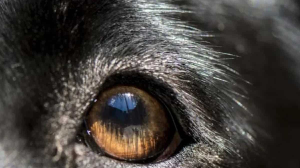 Dez animais caninos mas assustadores de todo o mundo