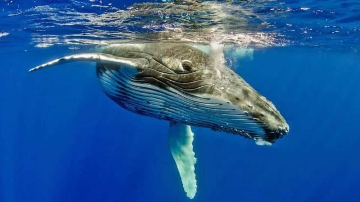 Por que as baleias cantam