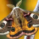 10 Coisas fascinantes que voce pode nao saber sobre o mariposa