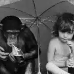 Conheca Gua o chimpanze que cresceu como um bebe humano