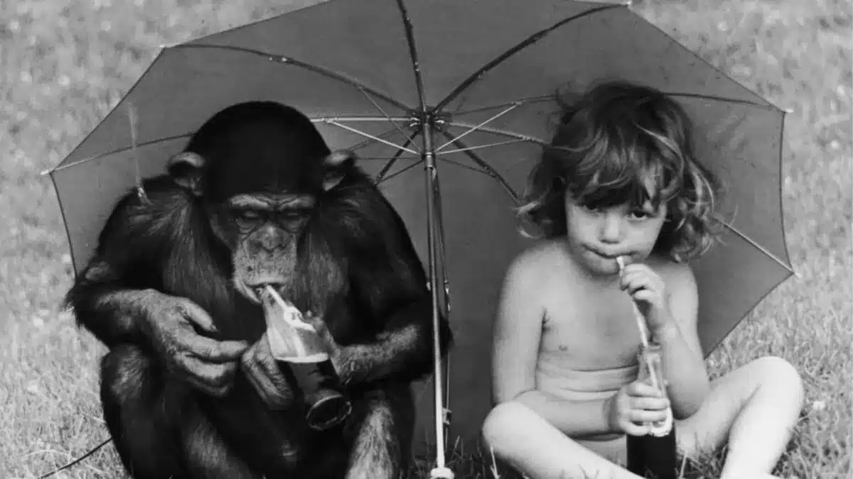 Conheca Gua o chimpanze que cresceu como um bebe humano