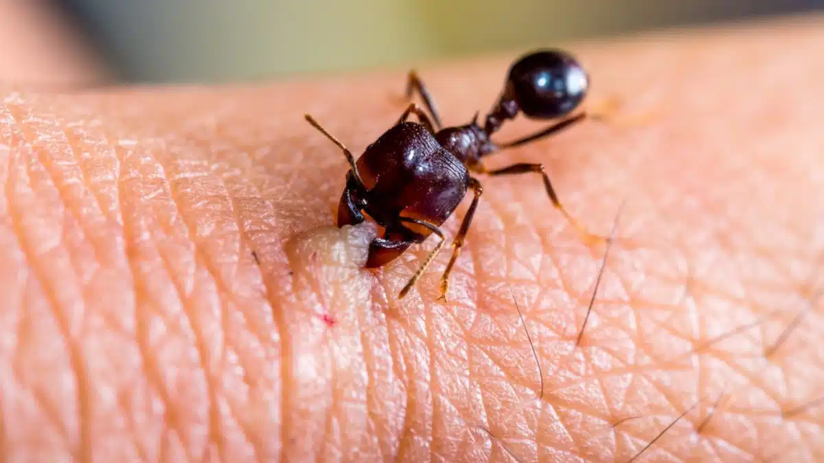 Formigas podem ser treinadas para diagnosticar cancer sugere estudo