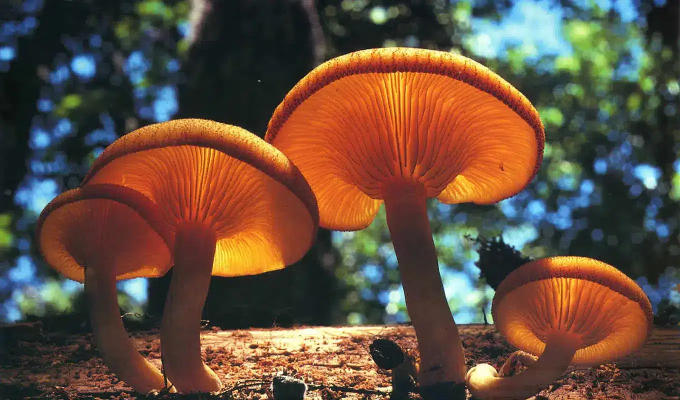 Cogumelos podem ser grandes aliados na prevencao de demencia