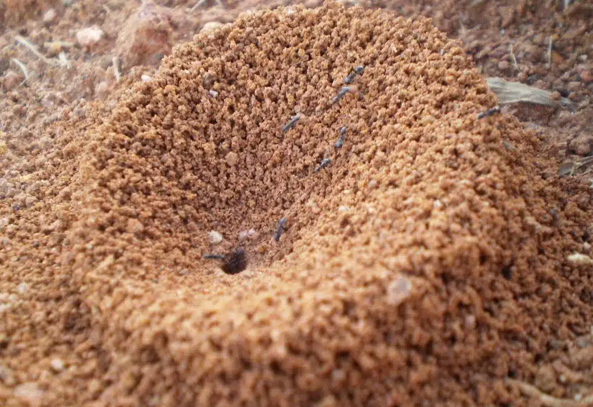 Como os formigueiros sobrevivem a chuva