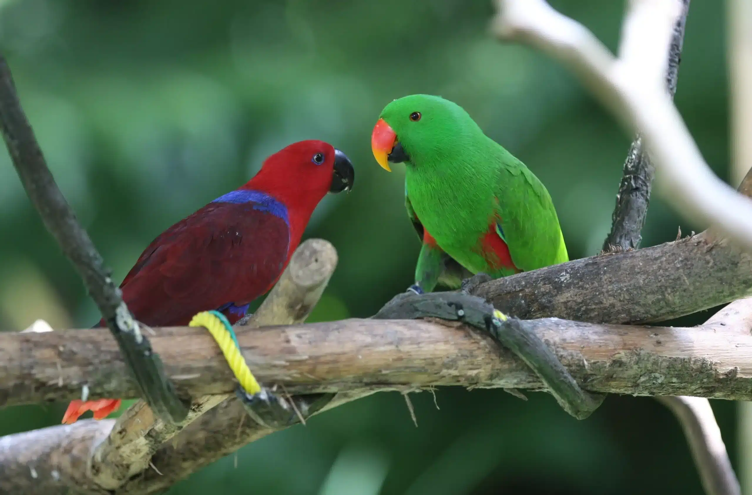 Diferencas entre papagaios masculinos e femininos scaled