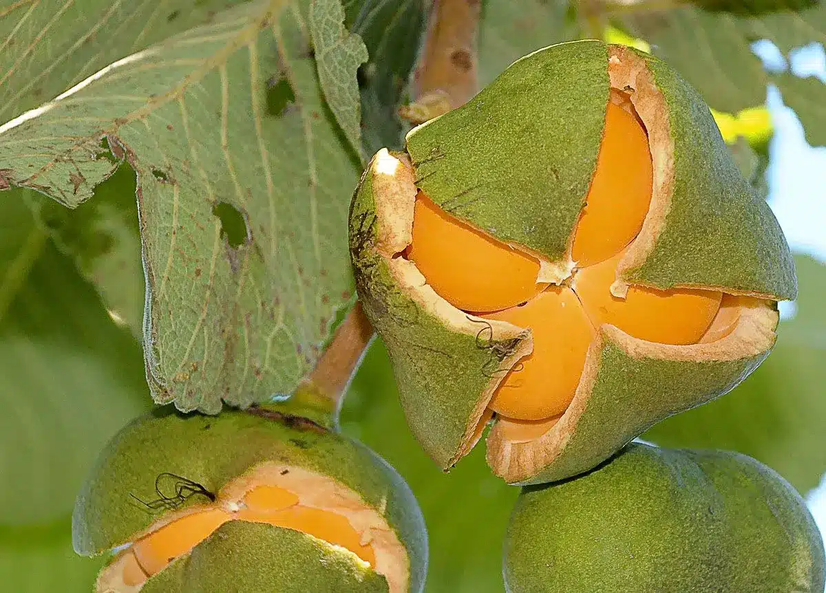 Veja 5 mitos e verdades sobre o fruto pequi