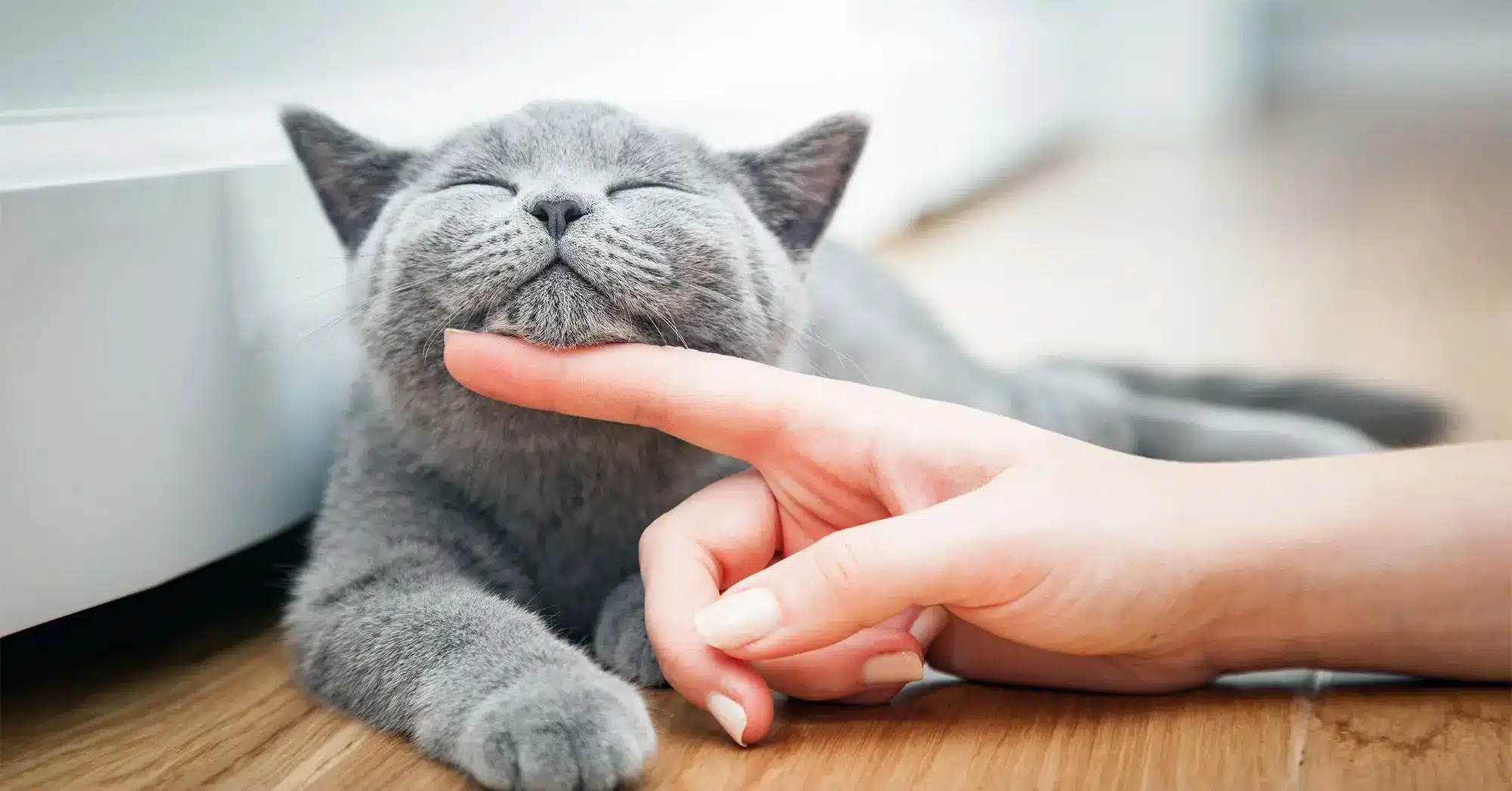 10 curiosidades sobre gatos que voce precisa conhecer