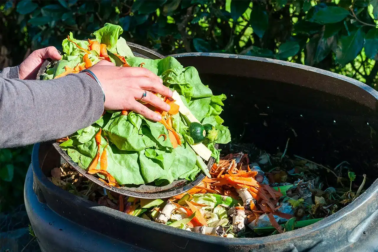5 erros comuns de compostagem que voce esta cometendo