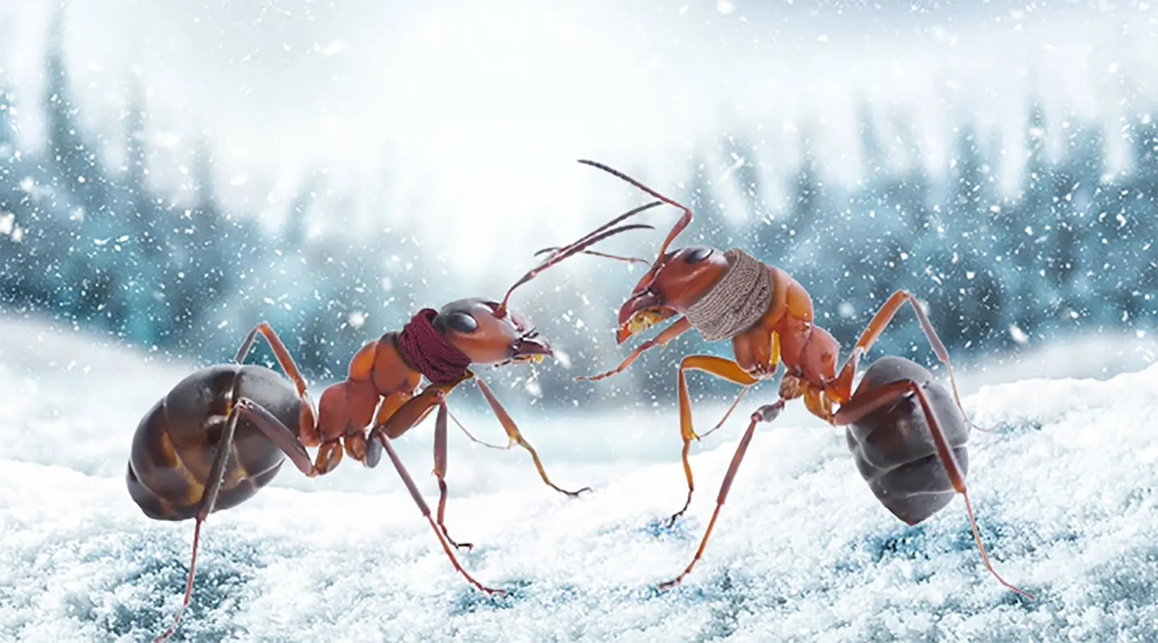 Como as colonias de formigas sobrevivem a chuva