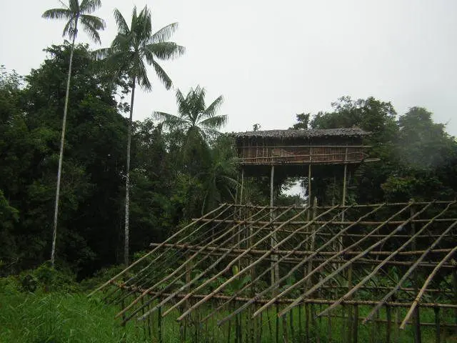 Casas na árvore de Korowai