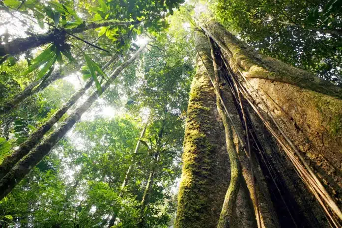 Amazonia Uma Bomba Relogio para Doencas Emergentes e o Desafio da Vigilancia Ambiental