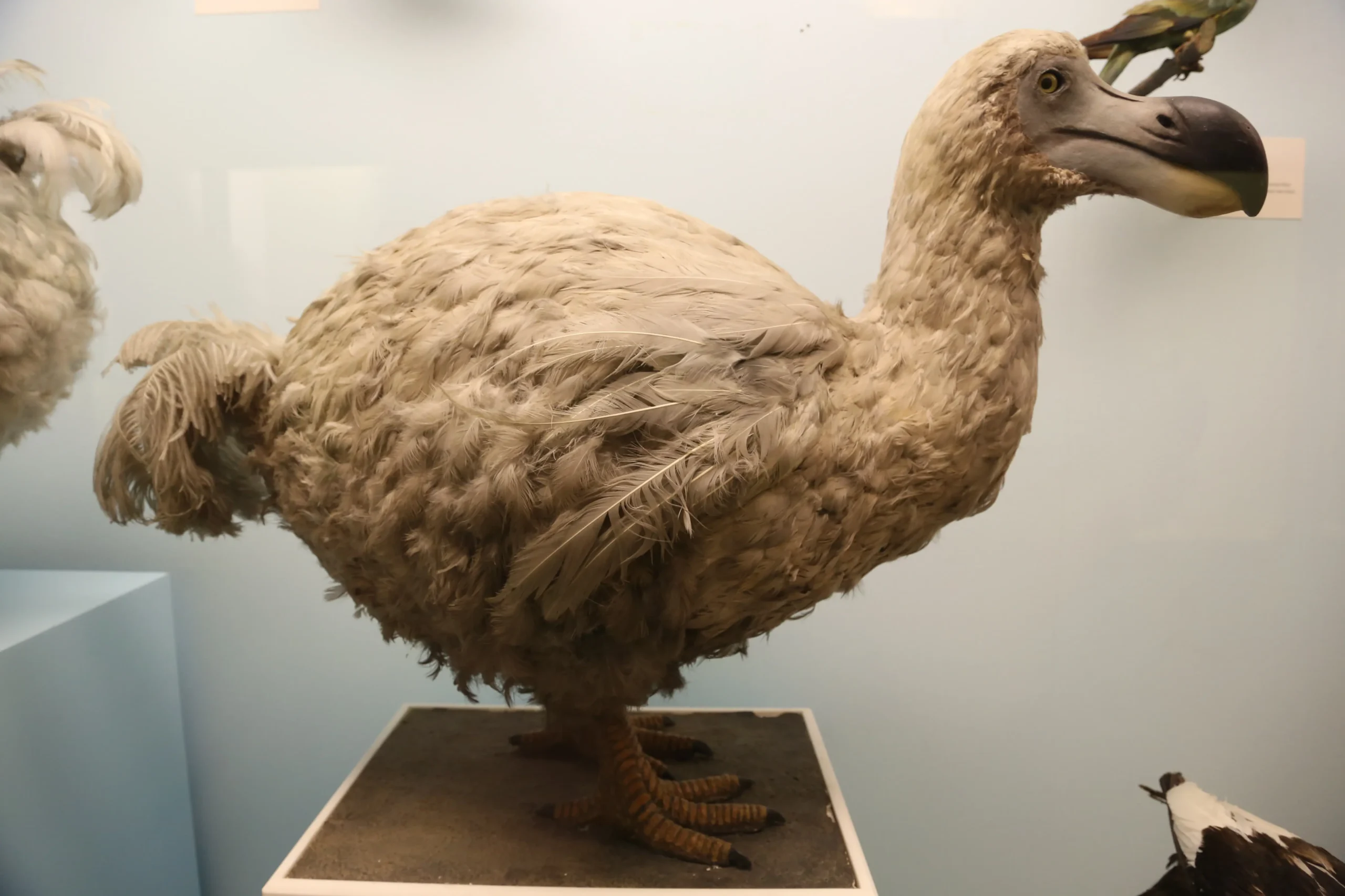 Como o dodô foi extinto