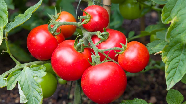 Curiosidades sobre o tomate 5 fatos surpreendentes
