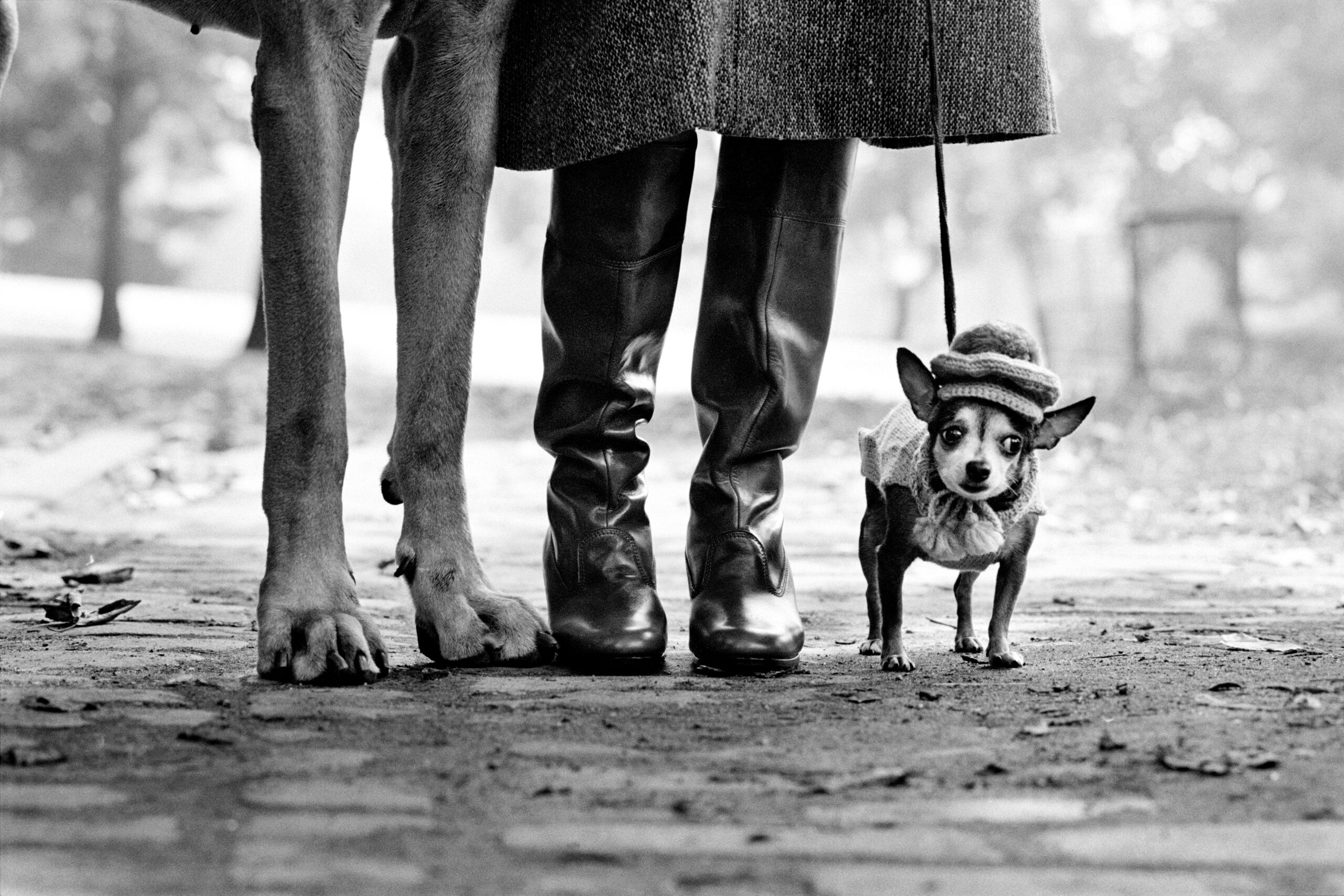 Elliott Erwitt – Dois cães com o dono