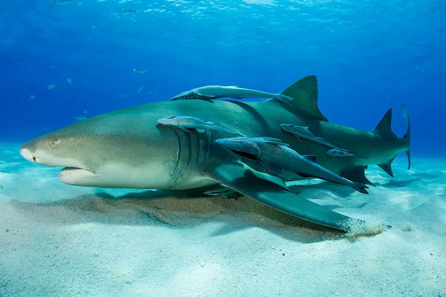 O Misterio da Reproducao dos Tubaroes O Segredo do Armazenamento de Esperma