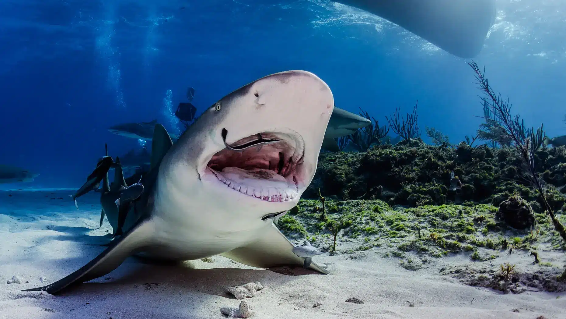 Um Oceano de Tempo Tubaroes e Arvores uma Historia Evolutiva Milenar