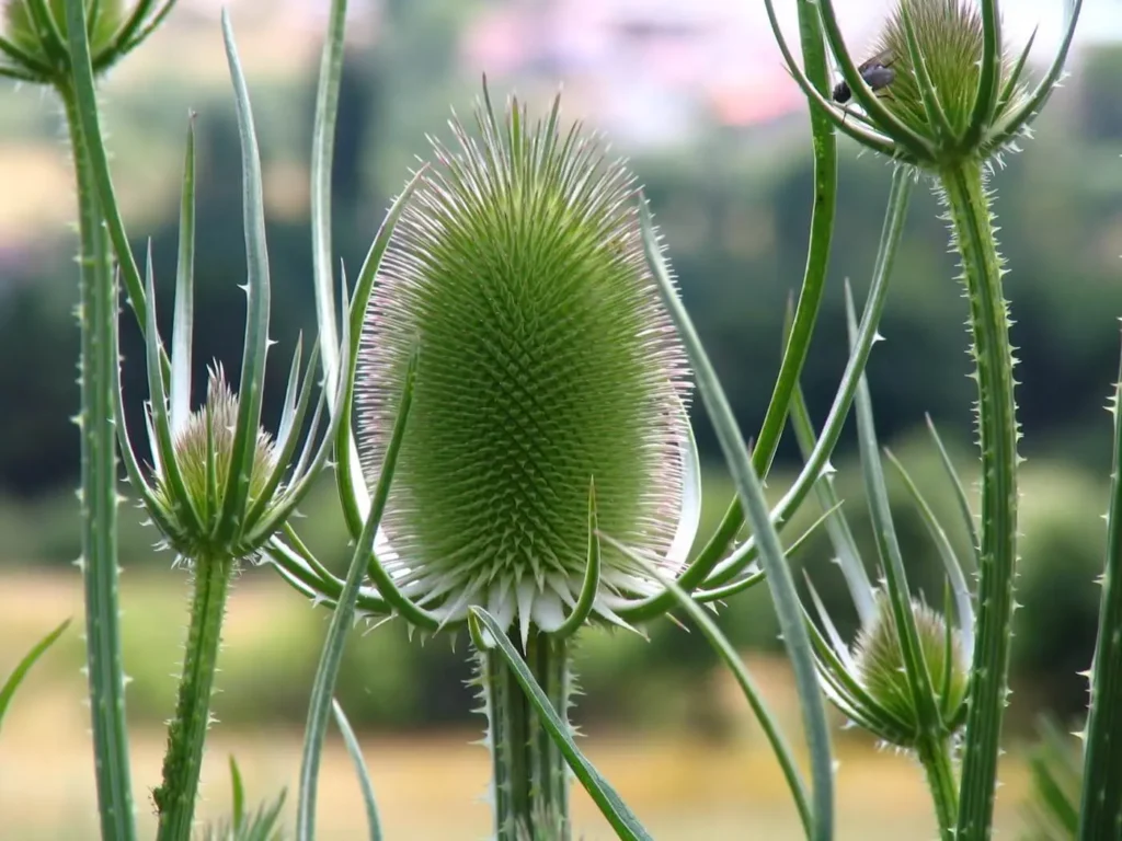 Medicamentos para Plantas