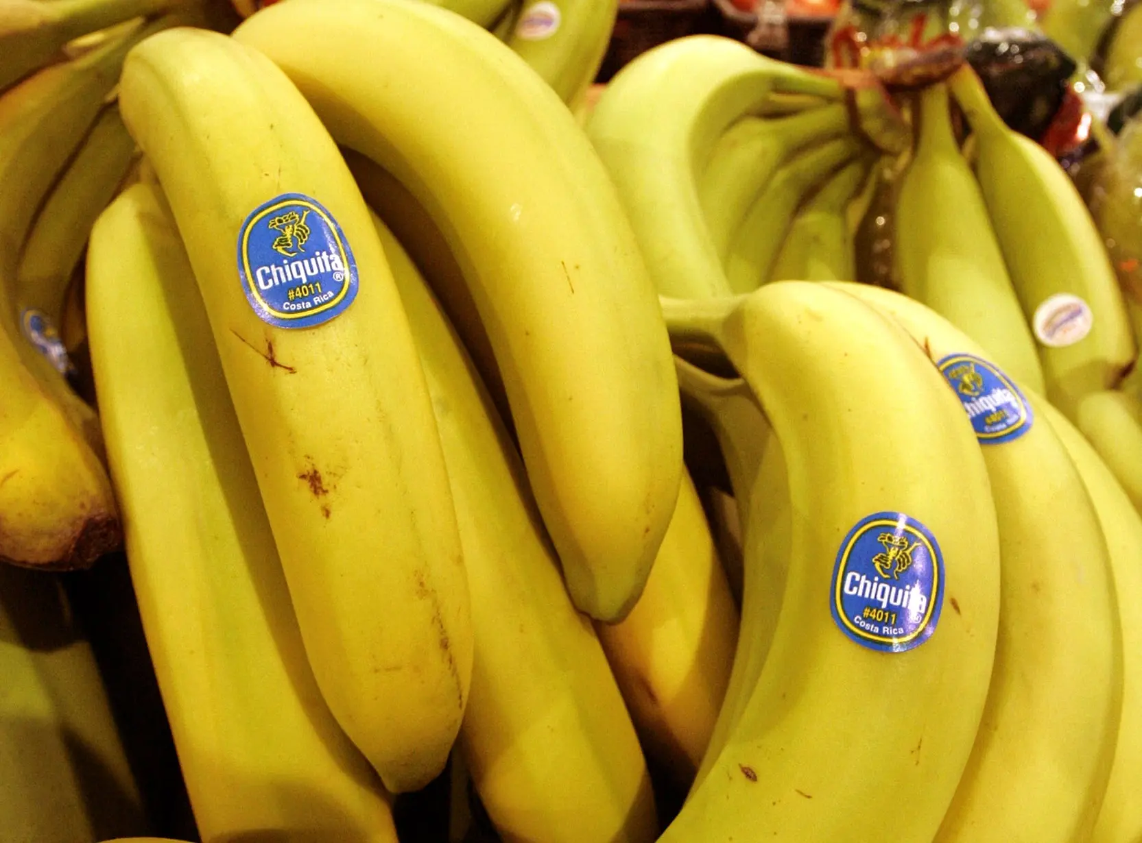 Bananas GM aprovadas pelas autoridades Descubra onde!
