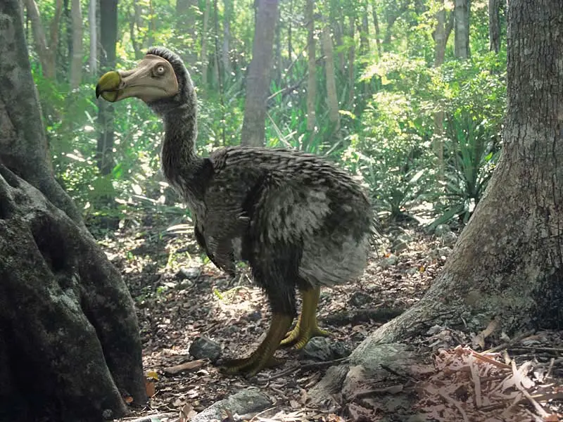 Caracteristicas do passaro dodo