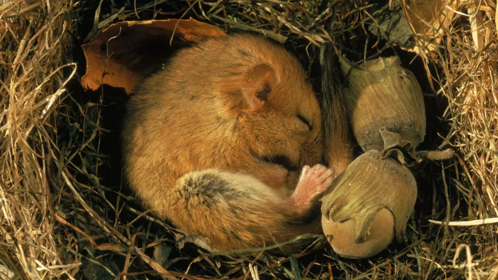 Hibernacao Uma Profunda Sono de Sobrevivencia do Reino Animal