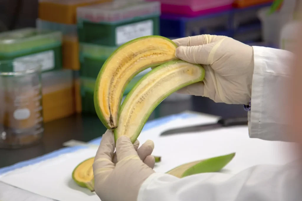 Por que as bananas GM sao necessarias