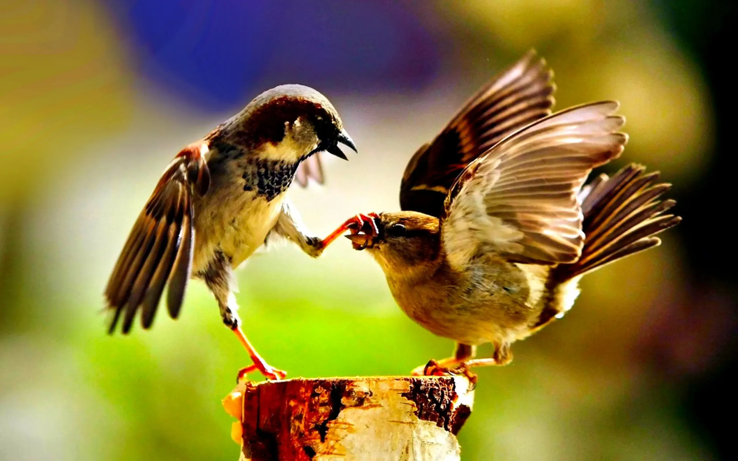 Por que os Pássaros Cantam ao Amanhecer