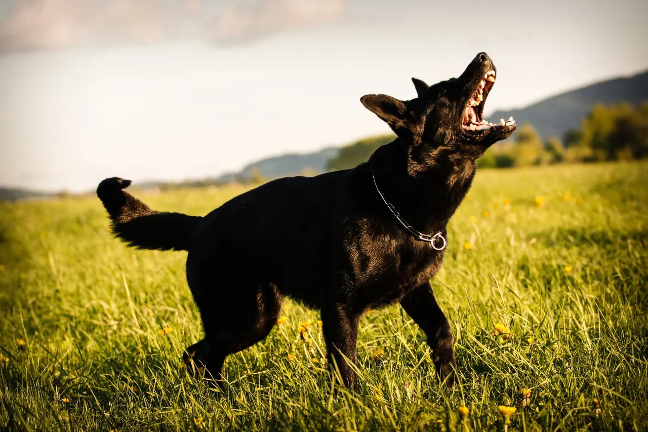 Por que os cães latem Comunicação Canina Explorada