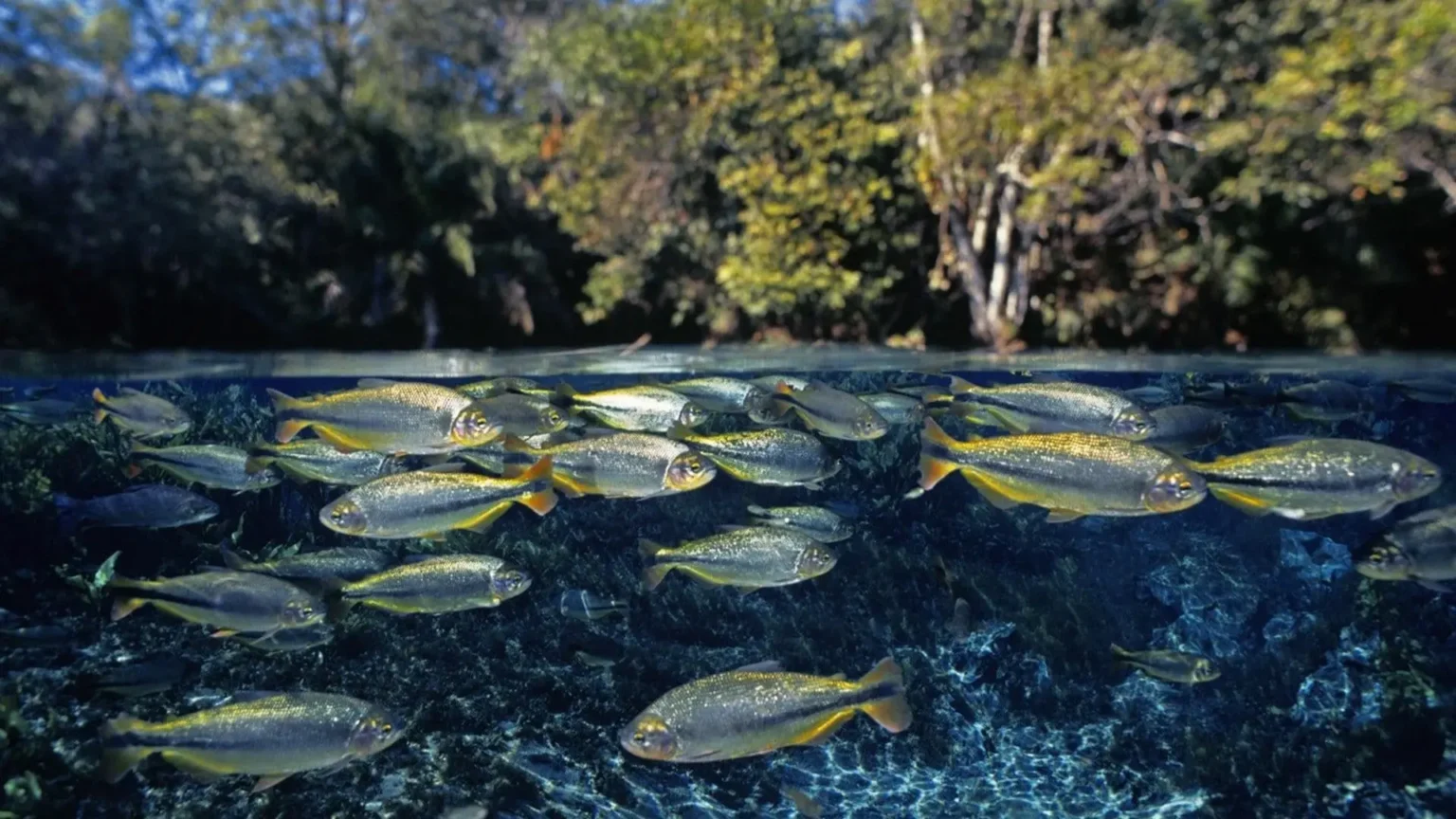 12 Curiosidades incríveis sobre peixes