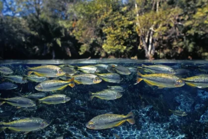 12 Curiosidades incríveis sobre peixes