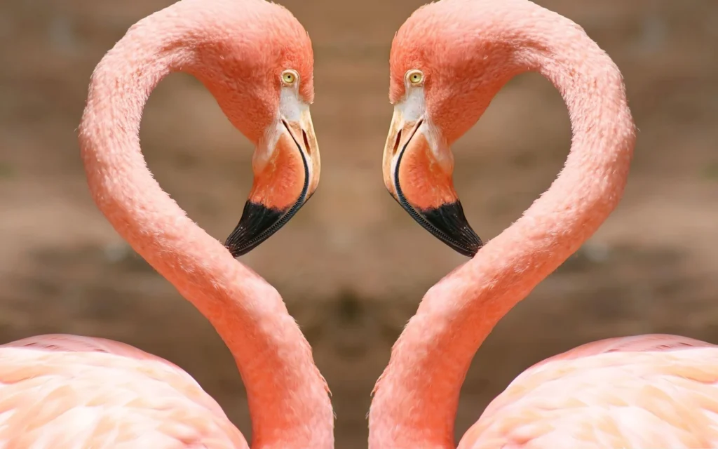 A principal razao que explica como os flamingos acabam ficando cor de rosa