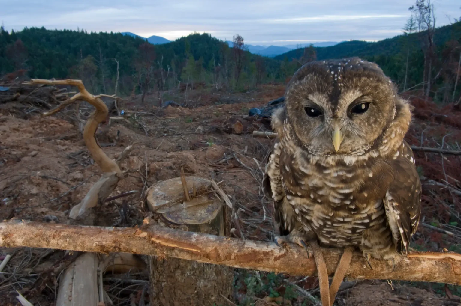 Como Animais Sobrevivem em Condições Extremas