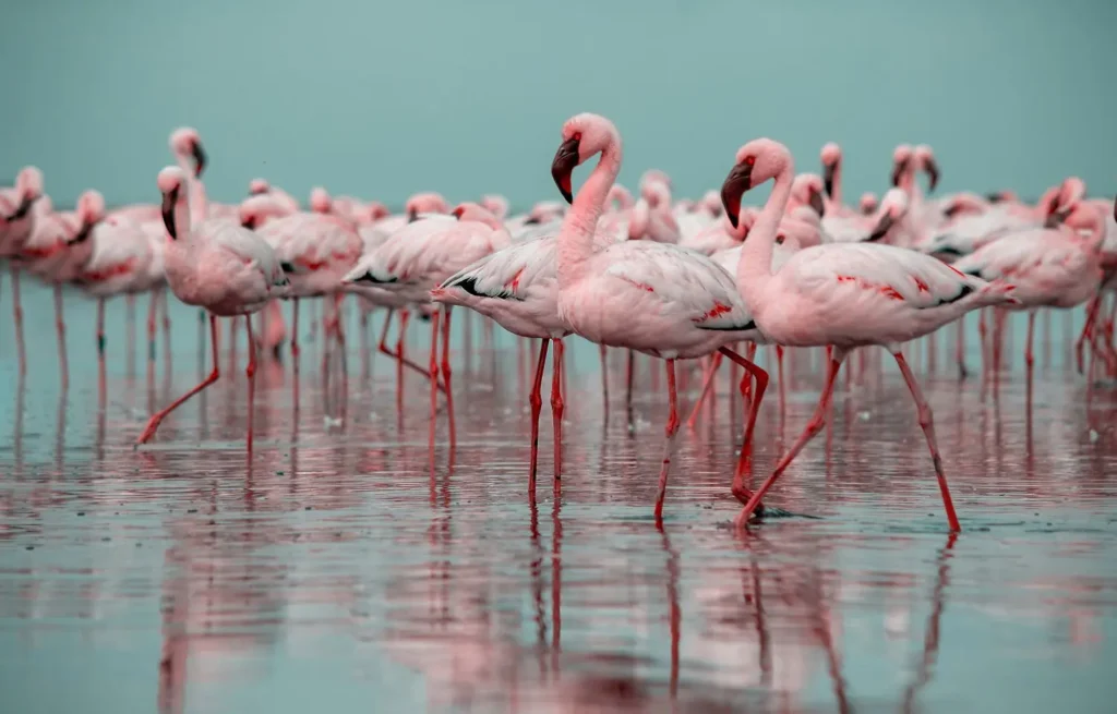Flamingos que vivem em zoologicos requerem uma alimentacao especifica para manter a cor