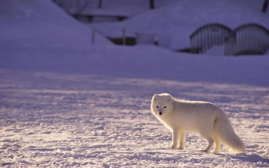 Ciclo de Vida da Raposa Artica